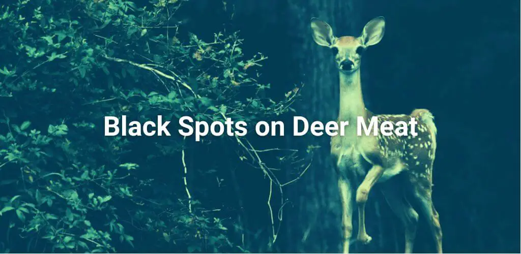 Black Spots on Deer Meat